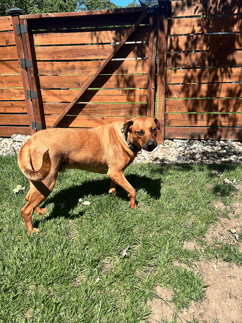medium sized dog playing in yard